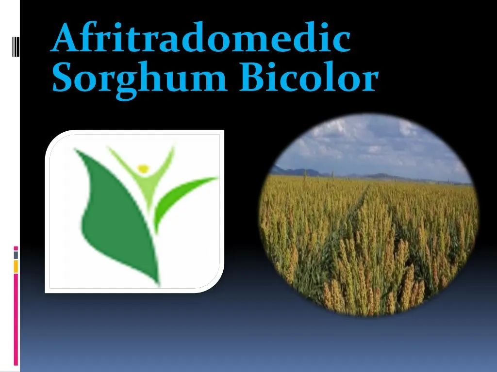 afritradomedic sorghum bicolor
