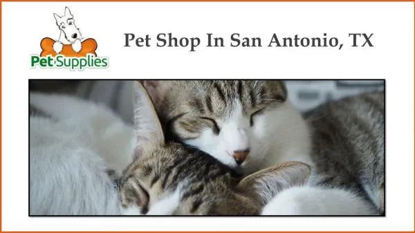 Pet Shop In San Antonio, TX