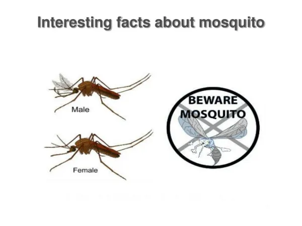 Some interesting facts about mosquito
