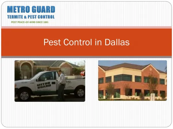 Pest Control in Dallas