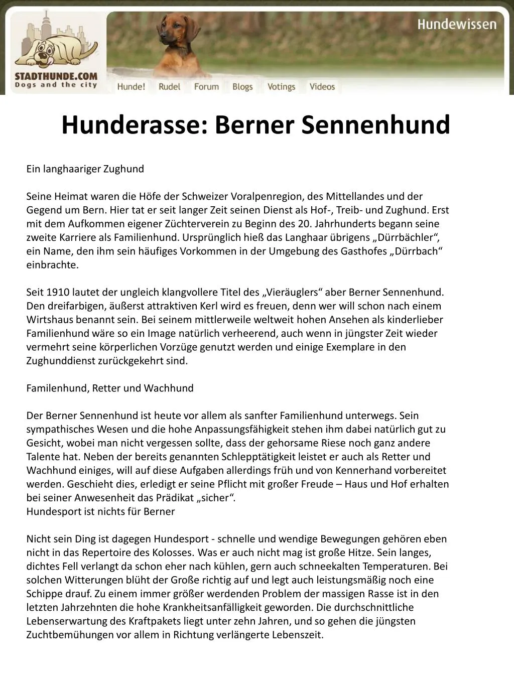 hunderasse berner sennenhund