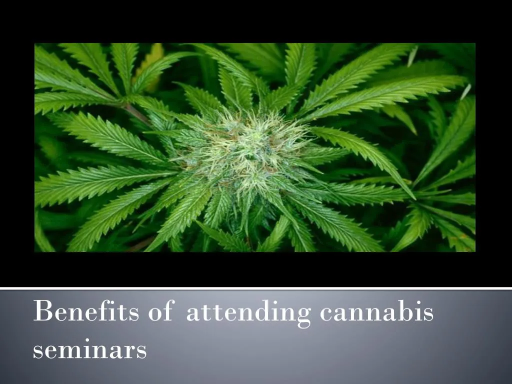 benefits of attending cannabis seminars