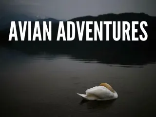 Avian adventures - slide 1