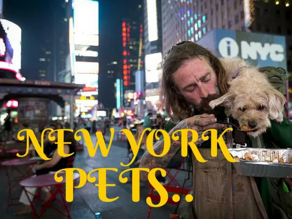 New York pets