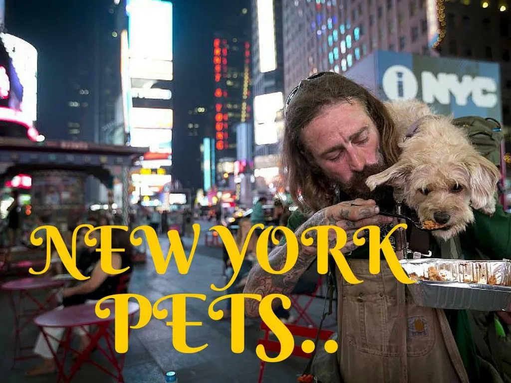 new york pets