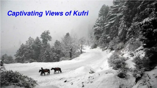 Places to visit in Kufri