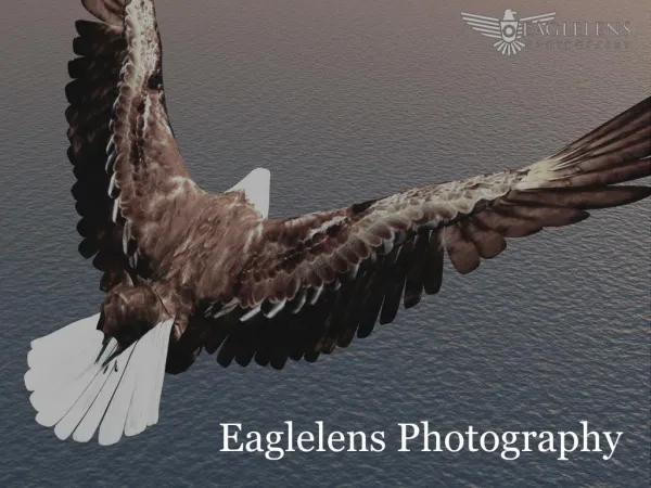 EagleLens Photography