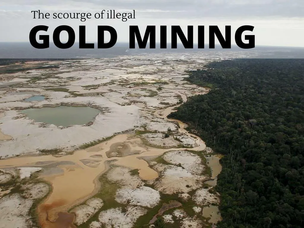 the scourge of illicit gold mining