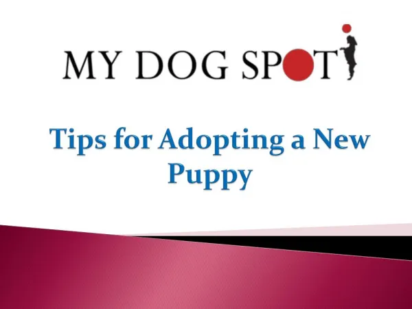 Tips for Adopting a New Puppy