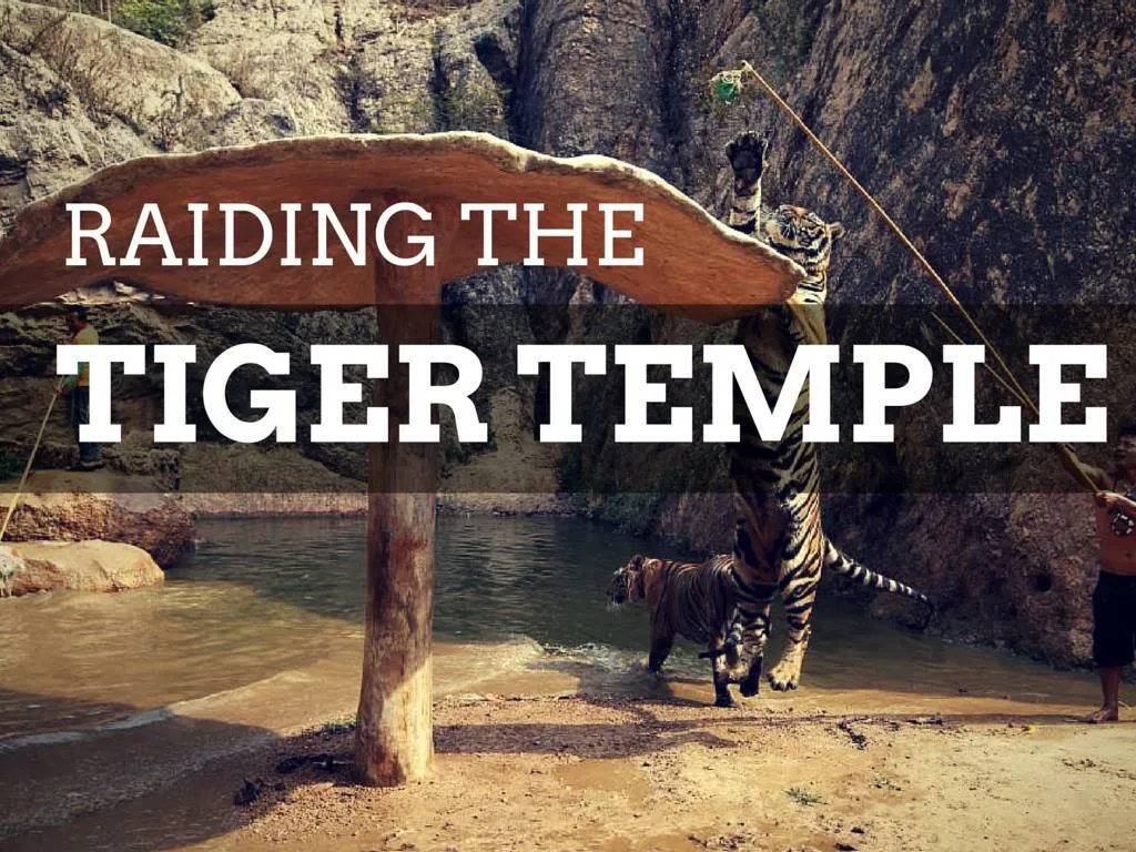 attacking the tiger temple