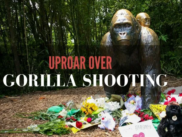 Uproar over gorilla shooting