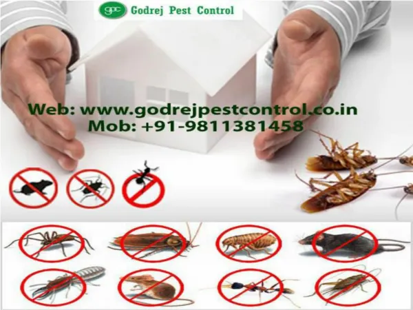 Very effective pest control dwarka call 9811381458