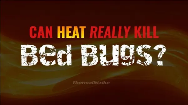 Can Heat Really Kill Bed Bugs?