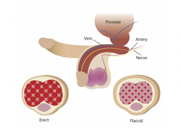 http://www.potentbodyformation.com/erect-on-demand