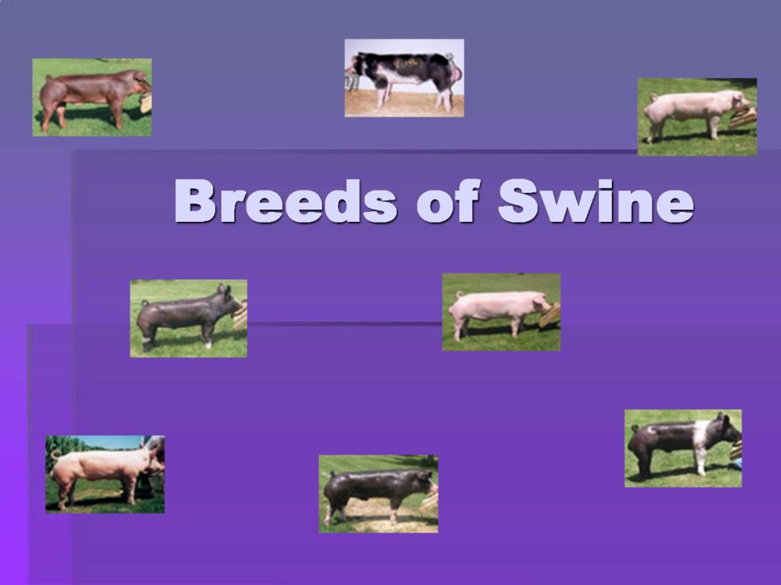PPT - Breeds of Swine PowerPoint Presentation, free download - ID:735086