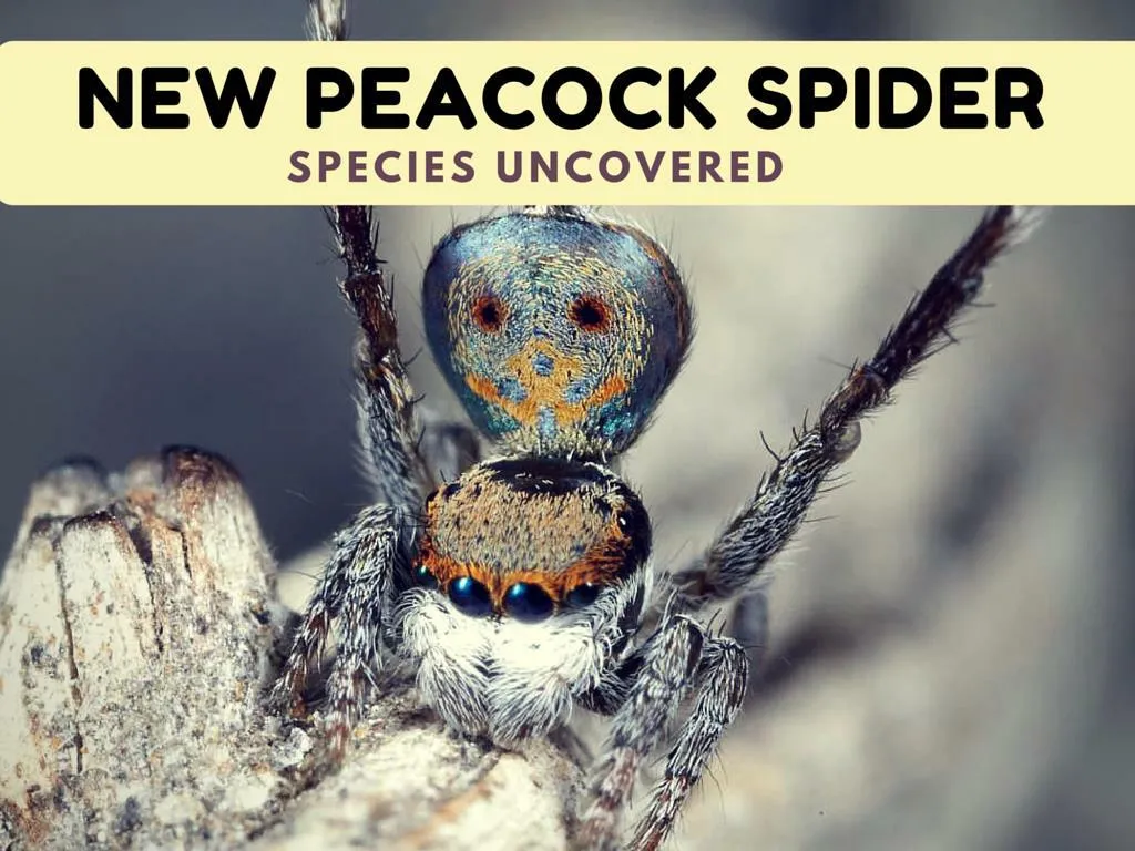 new peacock creepy crawly species uncovered
