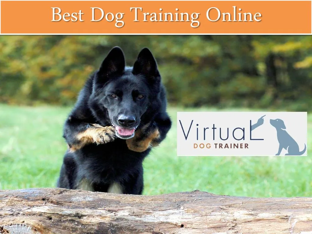 best dog training online