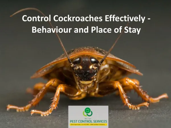 Control Cockroaches Effectively - Behaviour and Place of Stay