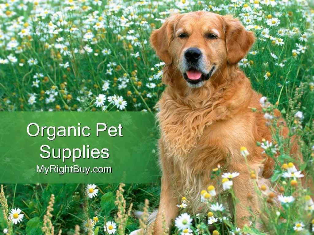 organic pet supplies