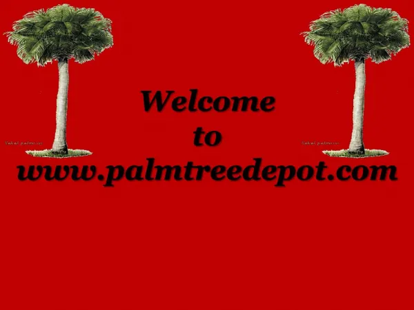 Sabal Palms For Sale