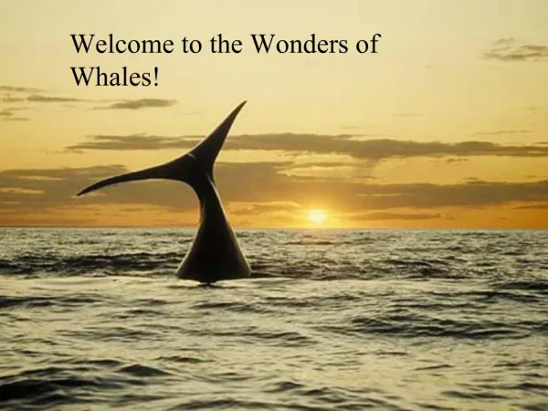 Welcome to the Wonders of Whales