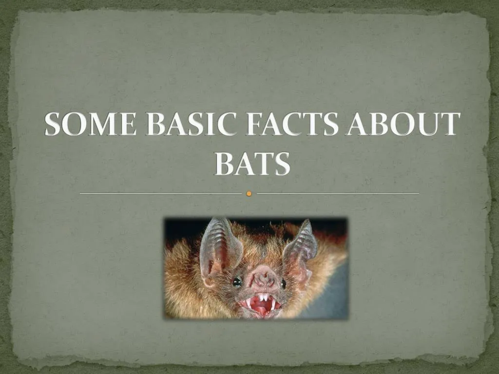 some basic facts about bats
