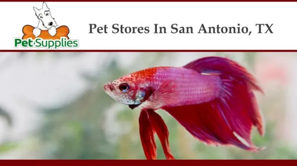 Pet Stores In San Antonio, TX