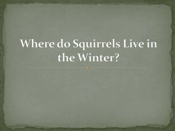 Where do Squirrels Live in the Winter?