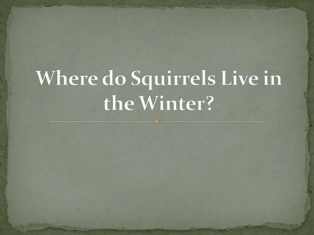 w here do squirrels l ive in the winter