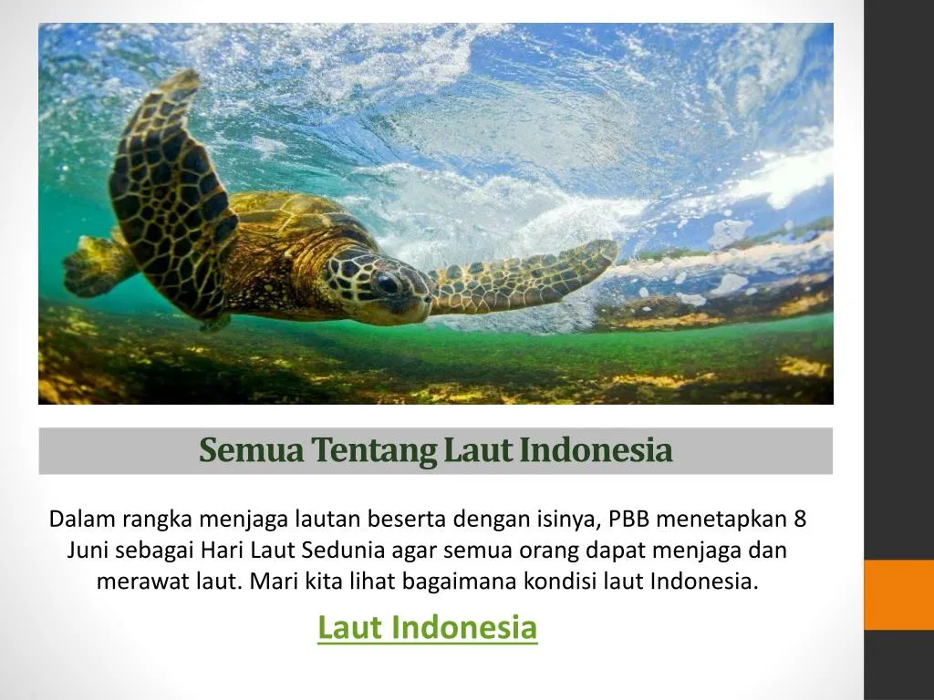 semua tentang laut indonesia