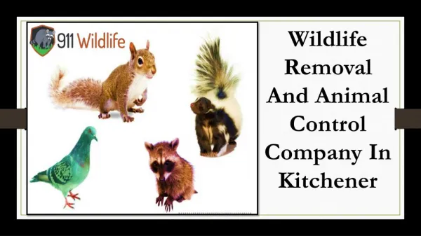 Kitchener Animal Control & Wildlife Removal – 911Wildlife