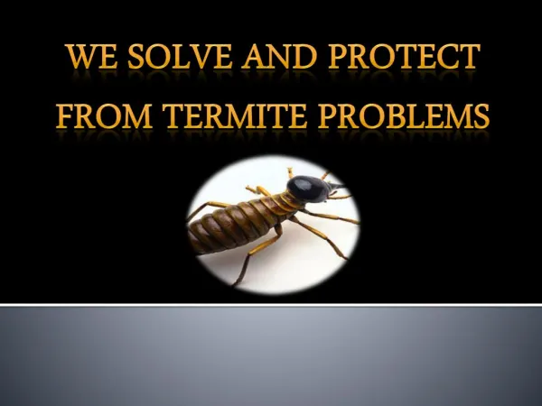 We solve and protect from Termite Problems