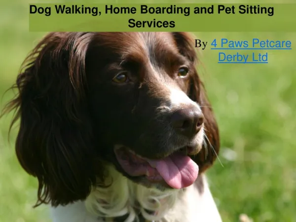 Dog Walking, Home Boarding and Pet Sitting services in Derby