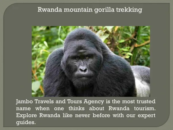 Rwanda wildlife tours and safaris
