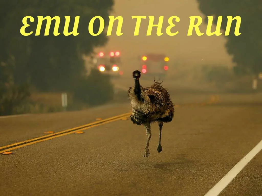 emu on the run