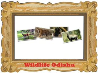 wildlife odisha - slide 1