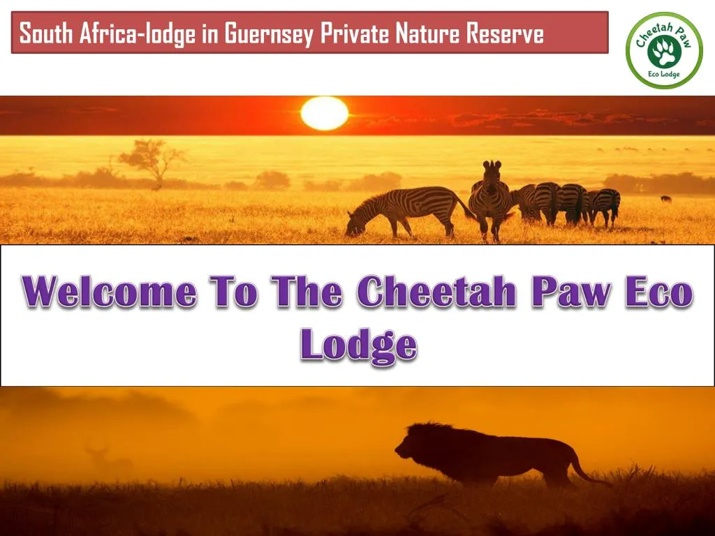 welcome to the cheetah paw eco lodge