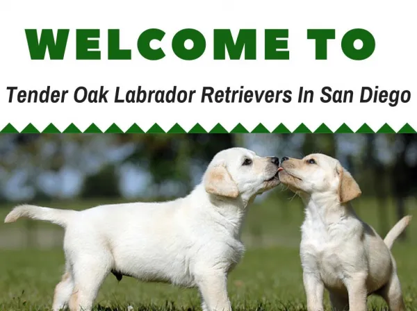 California's Premier Labradors Retrievers
