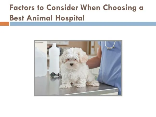 Factors to Consider When Choosing a Best Animal Hospital
