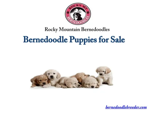 Bernedoodle Puppies for Sale
