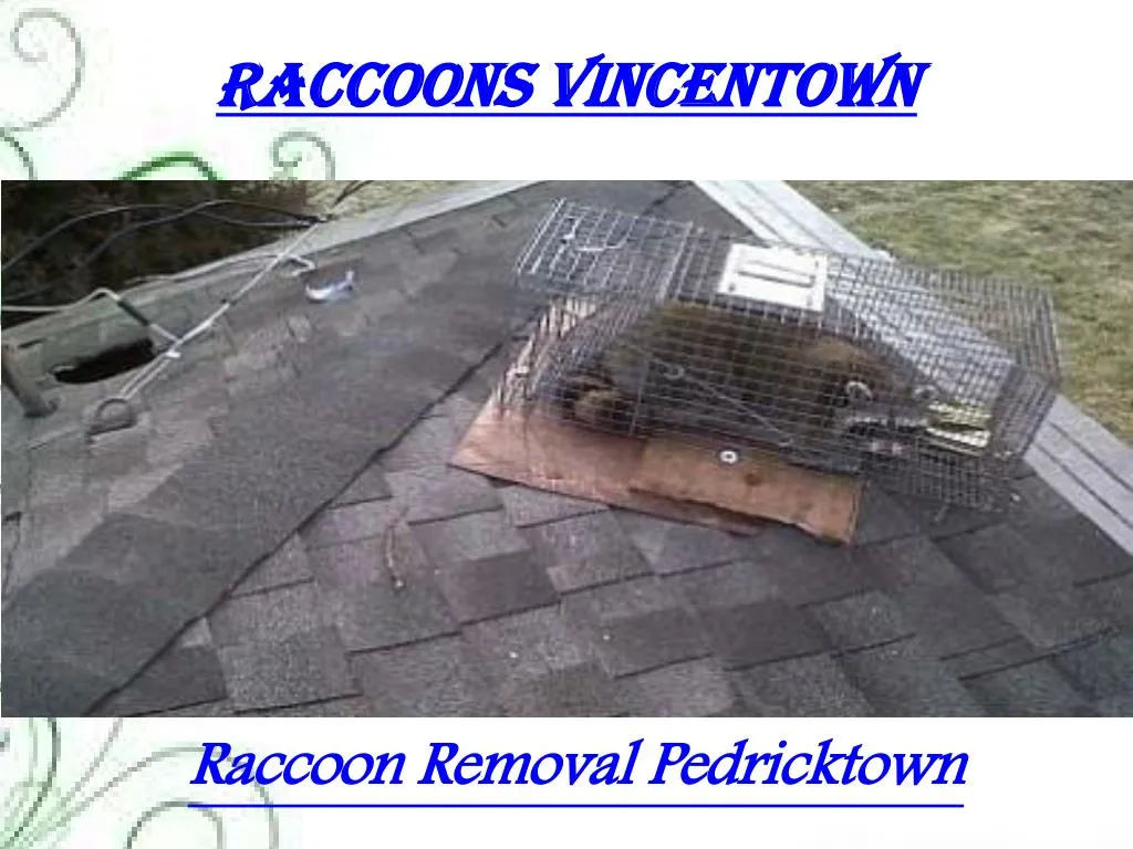 raccoons vincentown