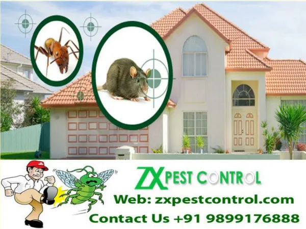 ZX Pest Control Noida Call us at 9899176888