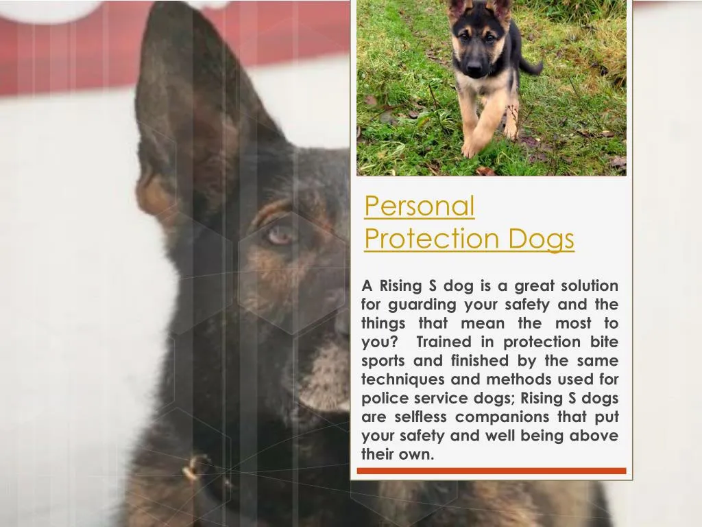personal protection dogs