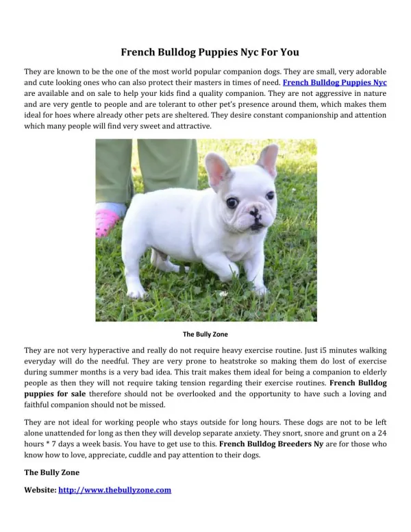 French bulldog puppies nyc for you