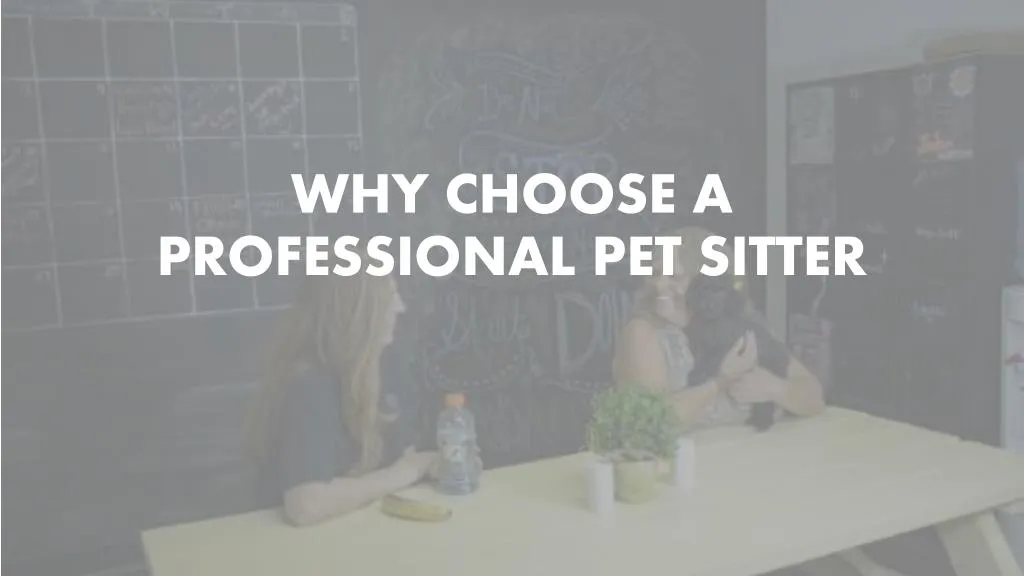why choose a professional pet sitter