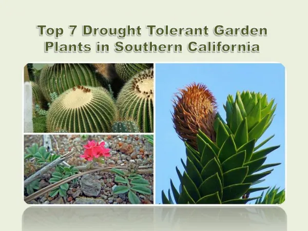 Top 7 Drought Tolerant Garden Plants in Southern California