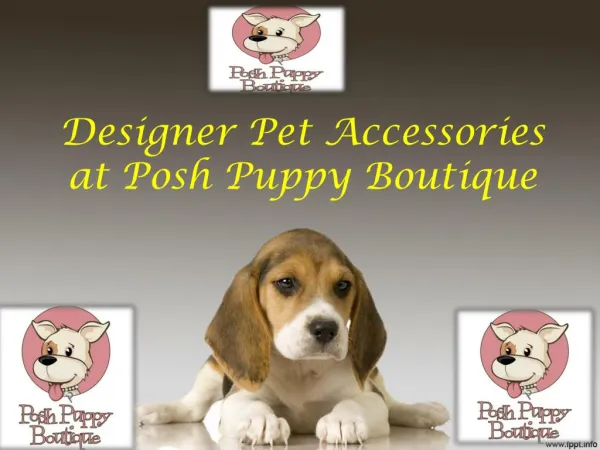 Designer Pet Accessories at Posh Puppy Boutique