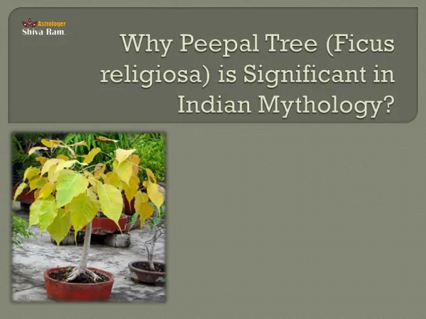 Reasons Why Peepal Tree is Significant in Indian Mythology