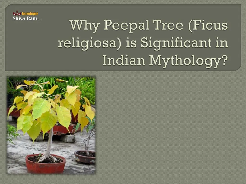 why peepal tree ficus religiosa is significant in indian mythology