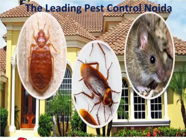 The Leading Pest Control Noida Call 9899176888